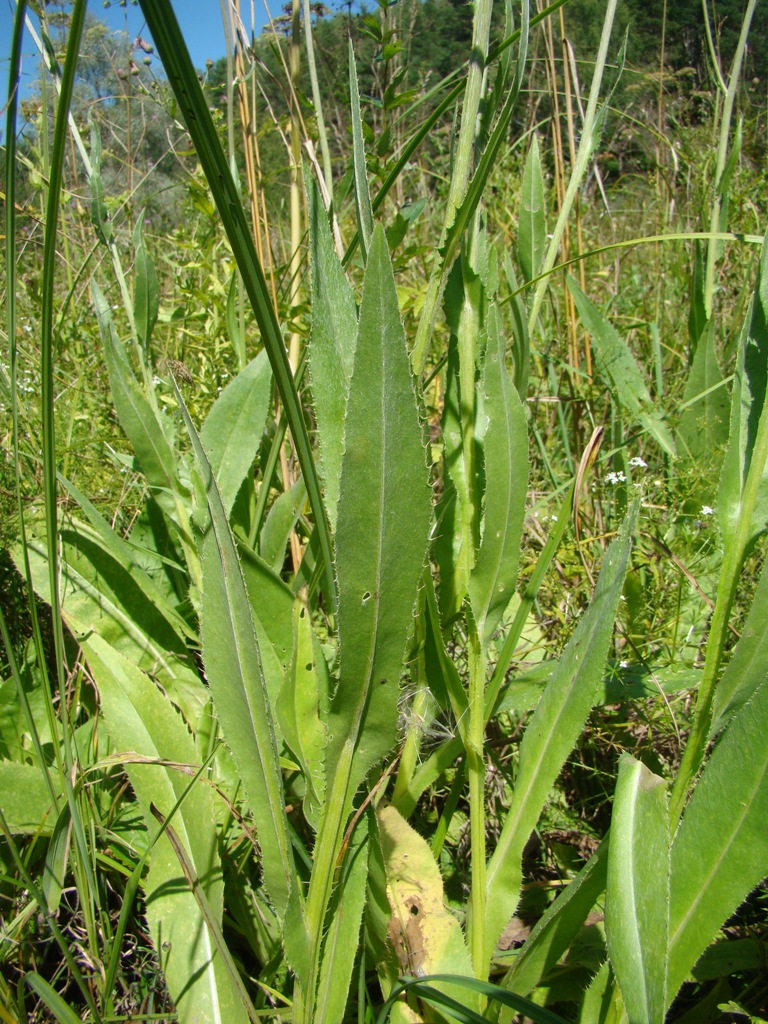 Изображение особи Cirsium canum.