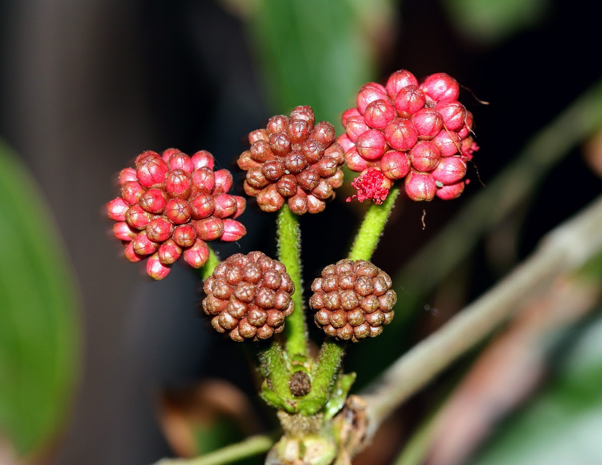 Изображение особи Calliandra haematocephala.