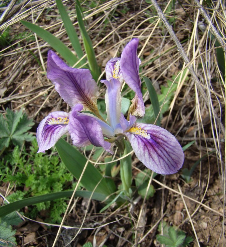 Image of Iris pumila specimen.