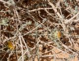 Anvillea garcinii