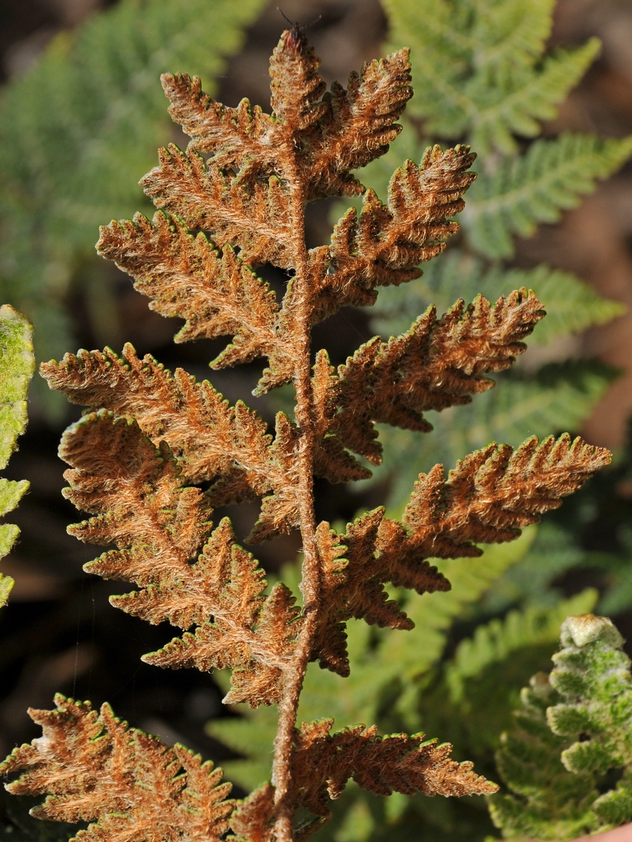 Изображение особи Cheilanthes eckloniana.