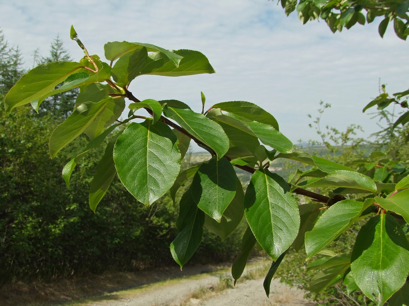 Изображение особи Populus suaveolens.