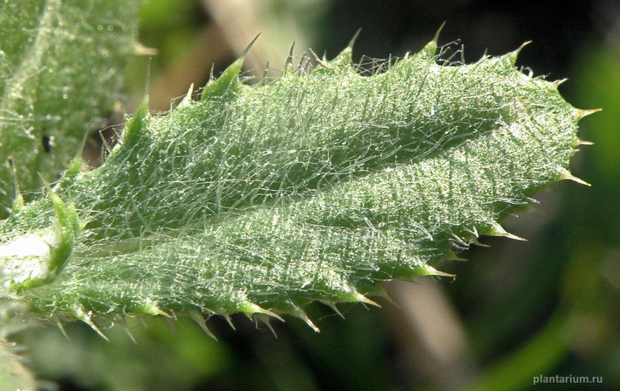 Image of Cirsium incanum specimen.