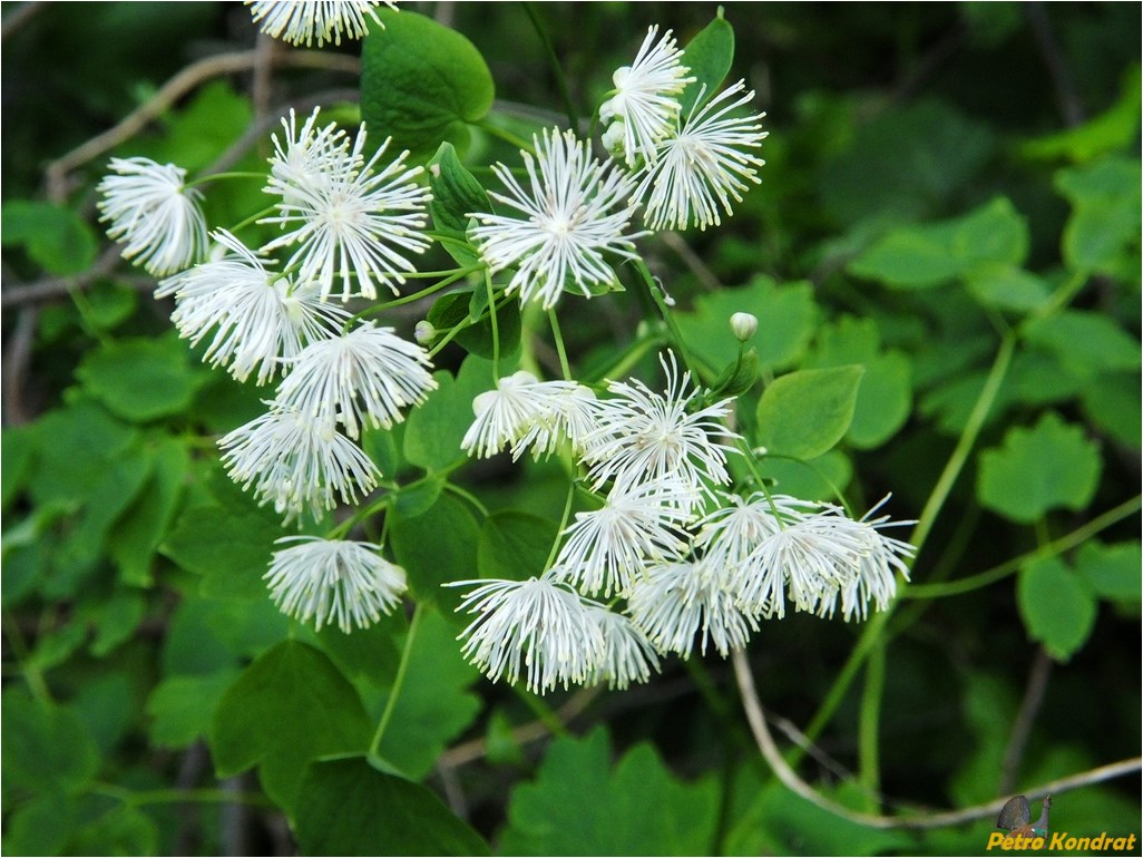 Image of Thalictrum aquilegiifolium specimen.