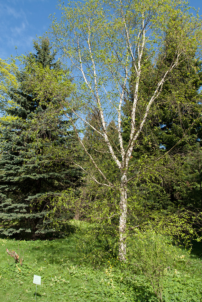 Image of Betula costata specimen.