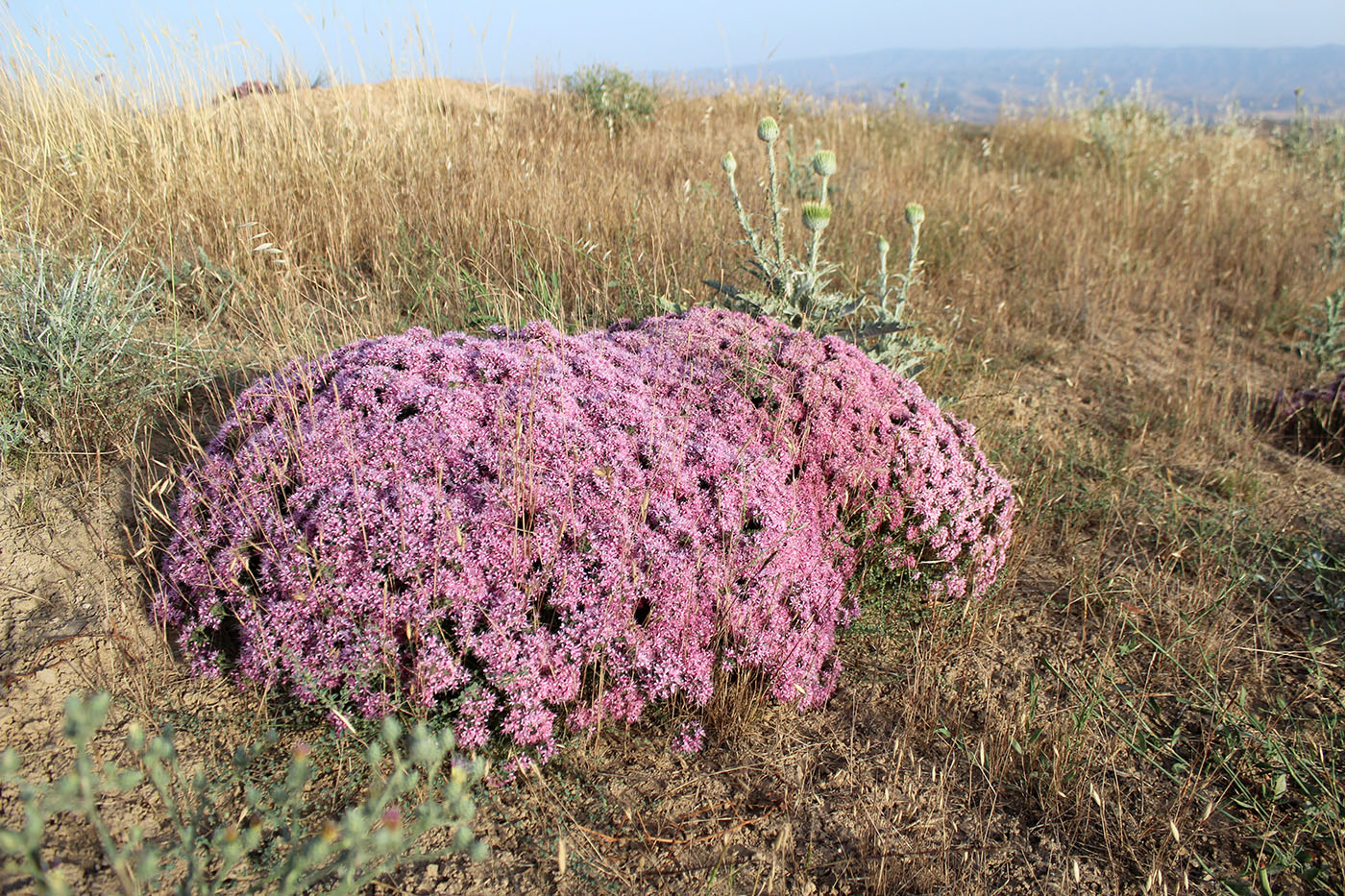 Изображение особи род Acanthophyllum.