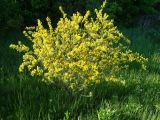 Chamaecytisus ruthenicus