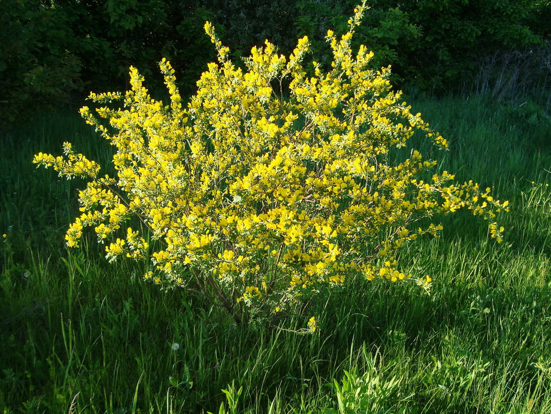 Изображение особи Chamaecytisus ruthenicus.