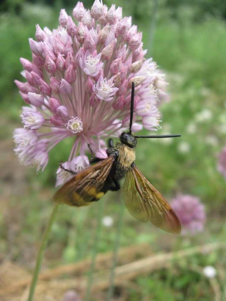 Image of genus Allium specimen.