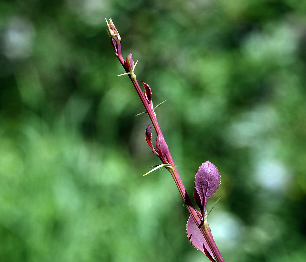 Изображение особи Berberis vulgaris f. atropurpurea.