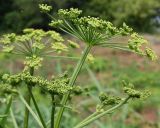 Heracleum sibiricum