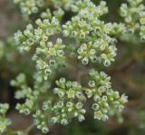 Scleranthus perennis. Соцветия. Орловская обл., национальный парк \"Орловское Полесье\". 03.07.2007.