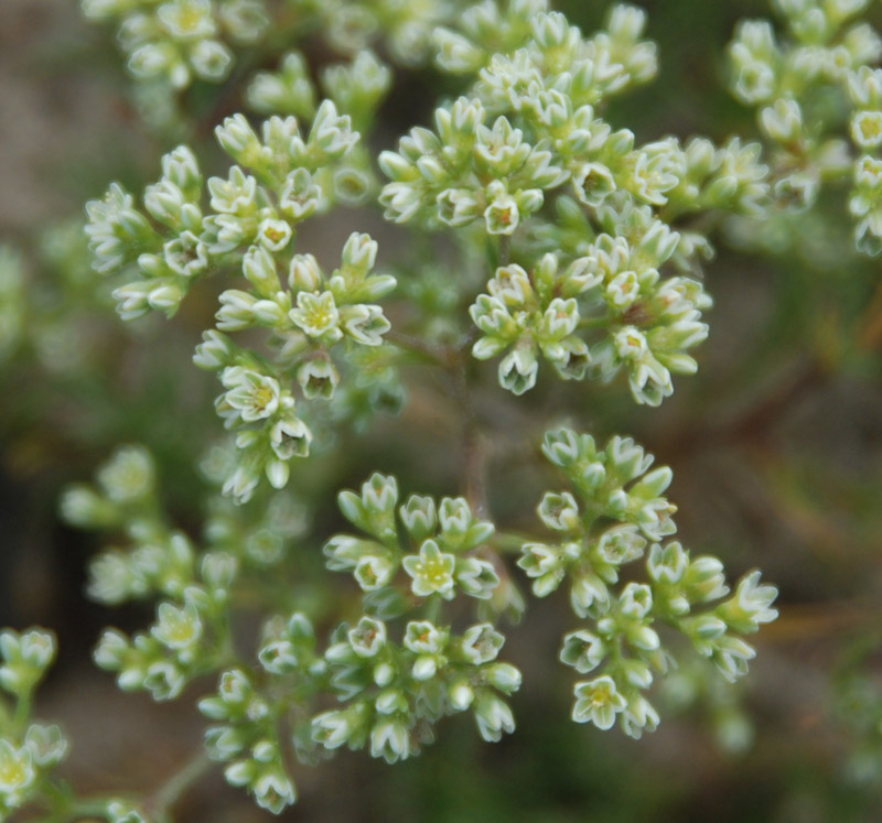 Изображение особи Scleranthus perennis.