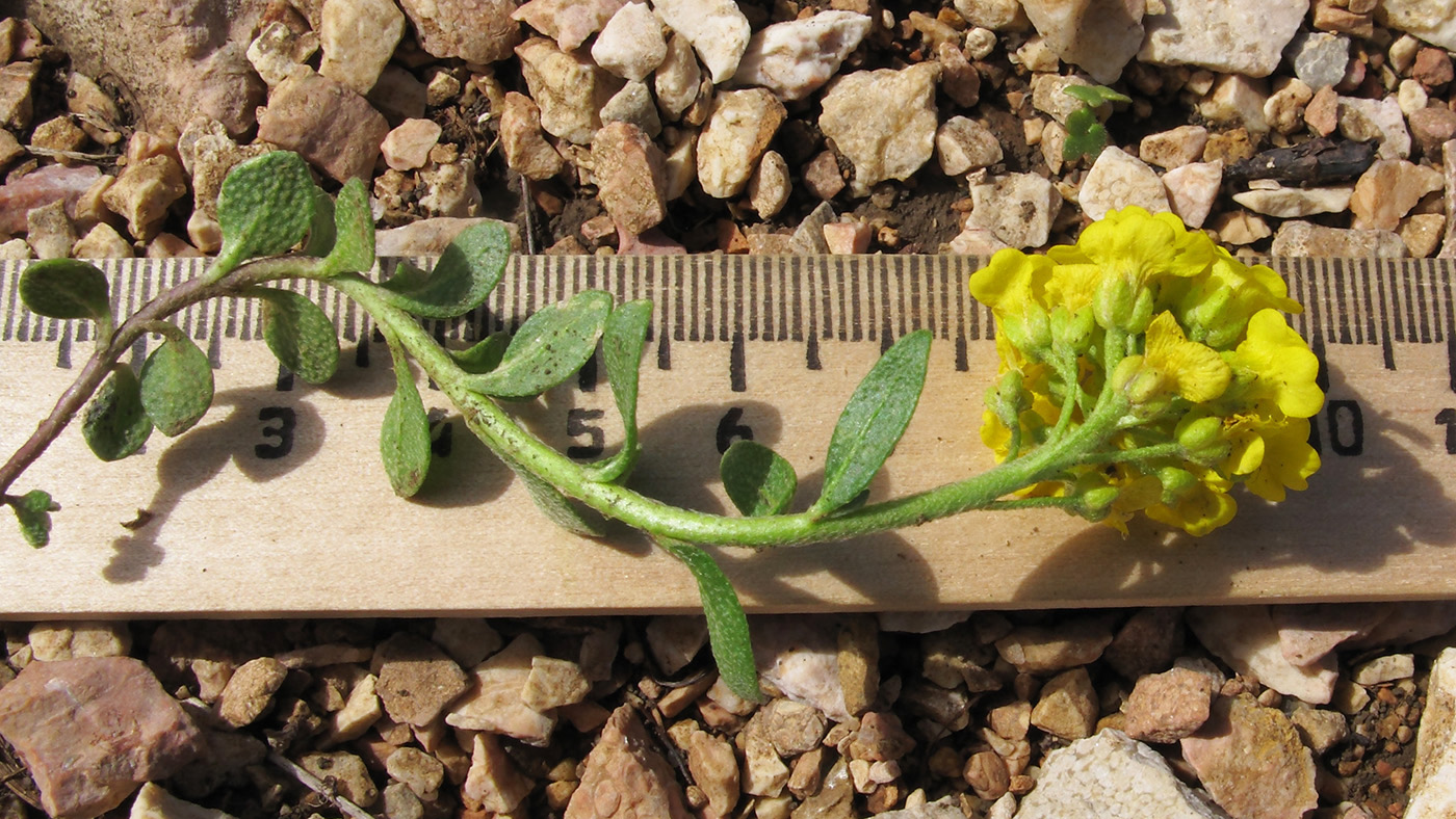 Изображение особи Alyssum oschtenicum.