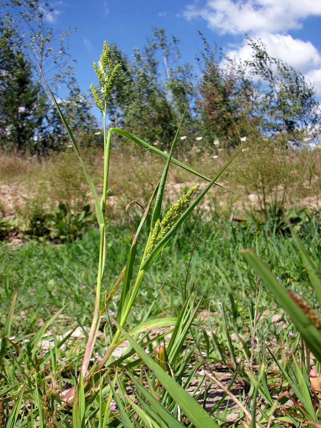 Image of Echinochloa crus-galli specimen.