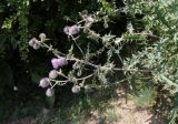 Cirsium buschianum. Верхушка цветущего растения. Кабардино-Балкария, Эльбрусский р-н, окр. пос. Эльбрус, долина р. Ирик, ок. 2100 м н.у.м., луг на склоне горы. 31.07.2017.