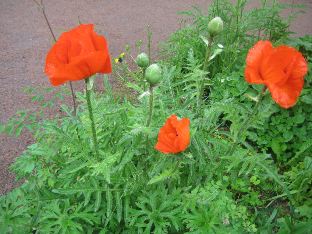 Image of Papaver setiferum specimen.