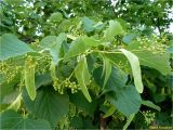 genus Tilia. Ветвь с соцветиями в бутонах. Украина, Ивано-Франковская обл., Долинский р-н, окр. г. Долина, в насаждении. 31.05.2017.