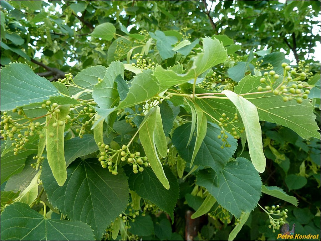 Image of genus Tilia specimen.