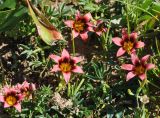 Romulea subfistulosa