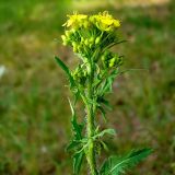 Sisymbrium loeselii. Соцветие. Чувашия, окр. г. Шумерля, пойма р. Мочалка. 19 мая 2008 г.