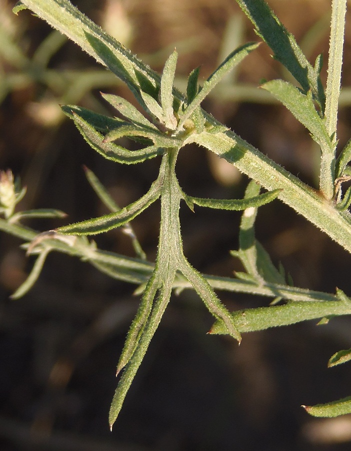 Image of Centaurea diffusa specimen.