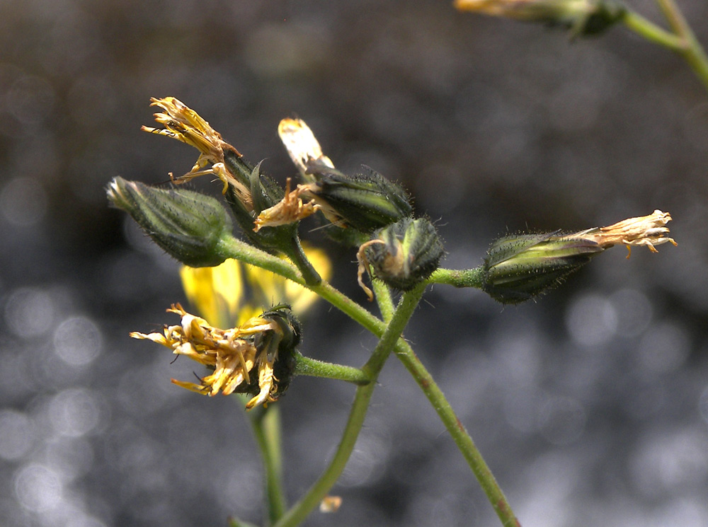 Image of Hieracium × biebersteinii specimen.