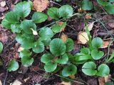 genus Pyrola