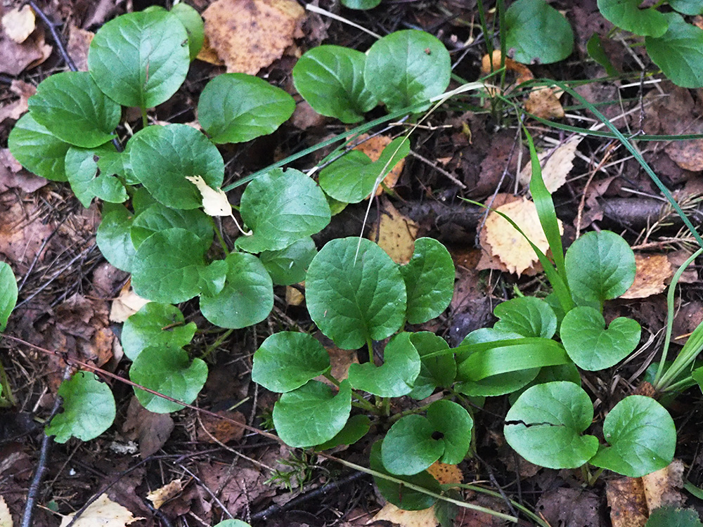 Image of genus Pyrola specimen.
