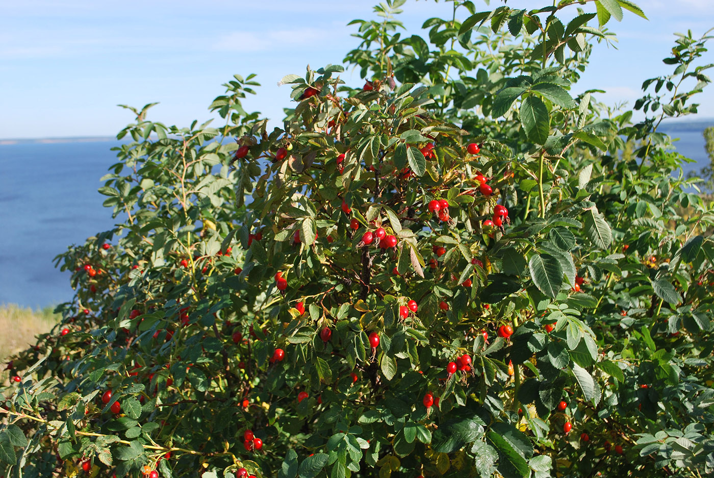 Изображение особи Rosa cinnamomea.