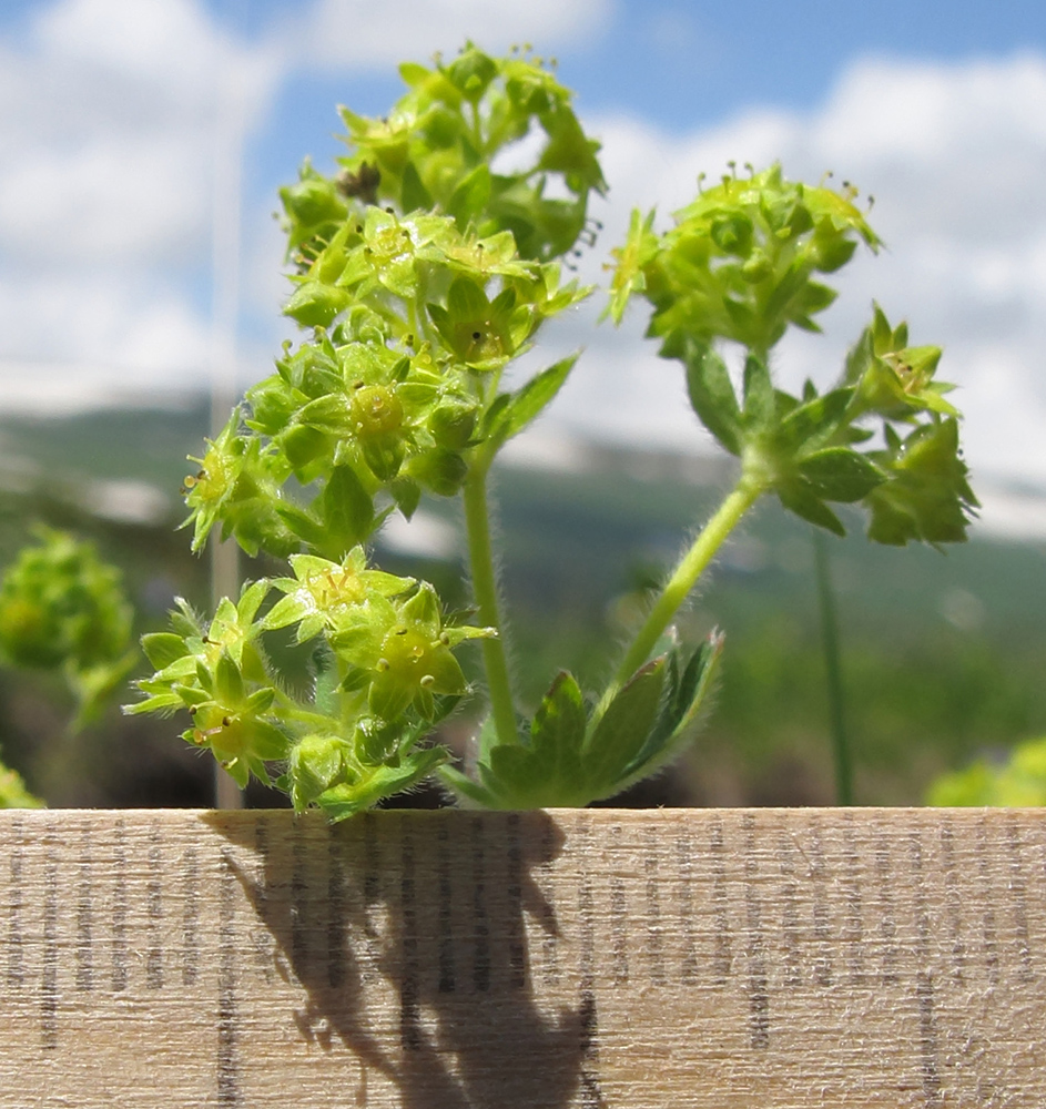 Image of Alchemilla orthotricha specimen.