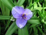Tradescantia virginiana