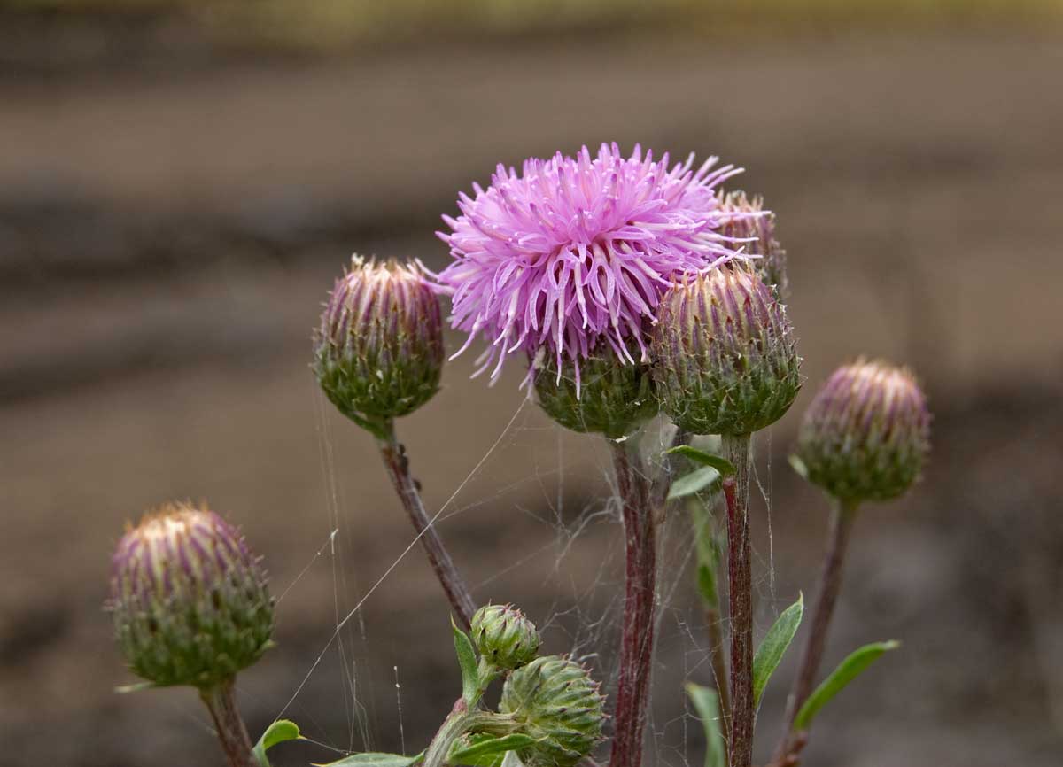 Изображение особи Cirsium setosum.