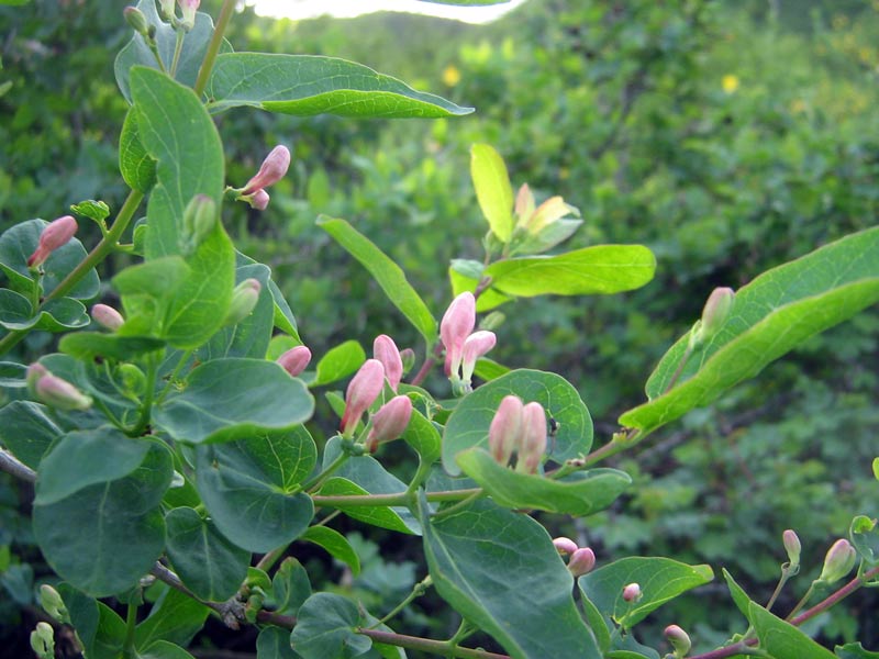 Image of Lonicera tatarica specimen.