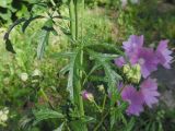 Malva moschata