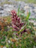 Calamagrostis sesquiflora. Соцветие. Камчатский край, Алеутский р-н, о-в Медный, гора Круглая, горная тундра. 02.08.2017.