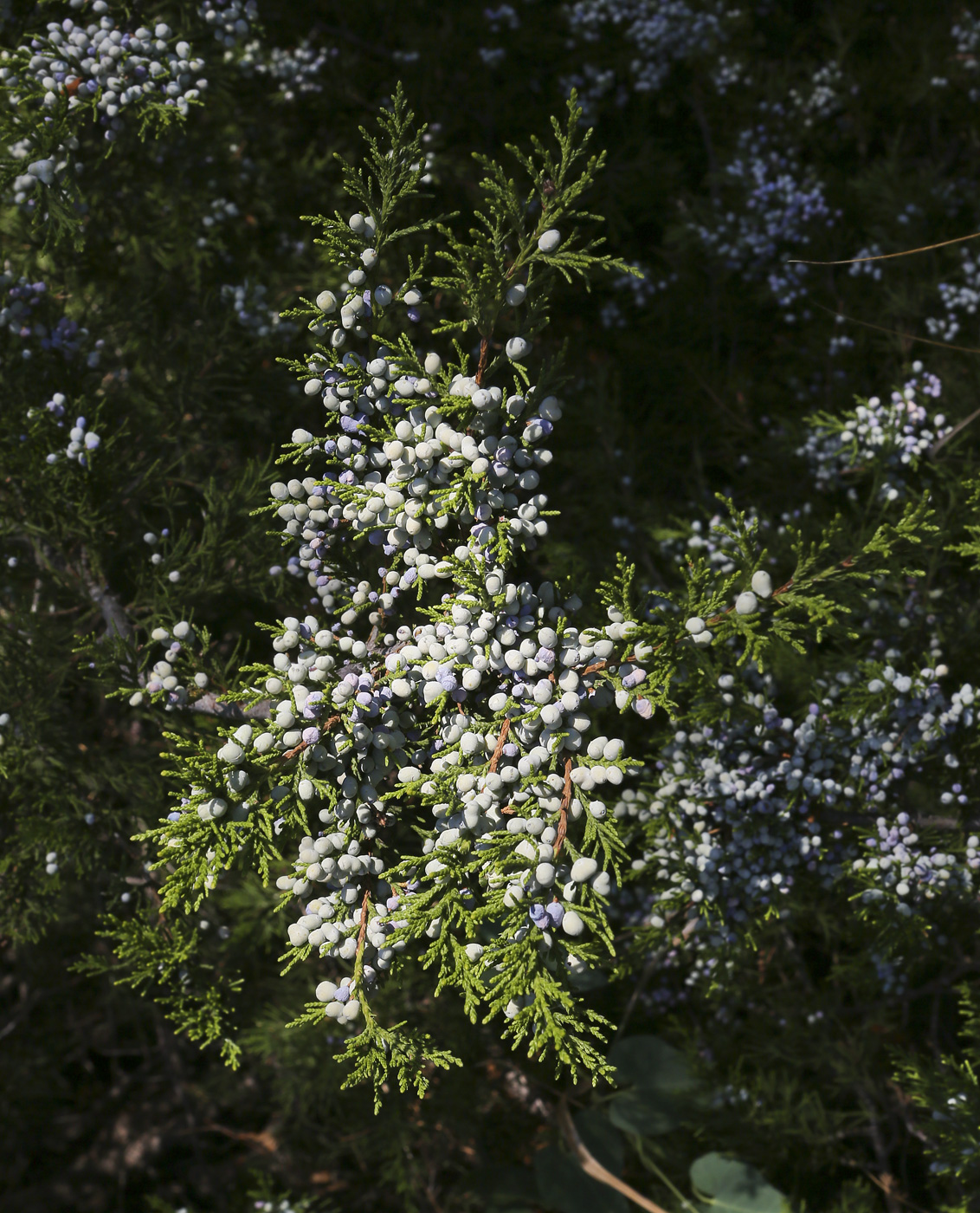 Изображение особи Juniperus virginiana.