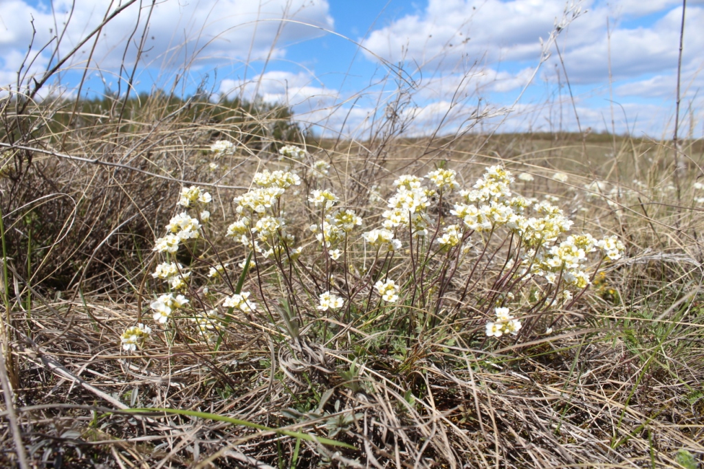 Изображение особи Schivereckia podolica.