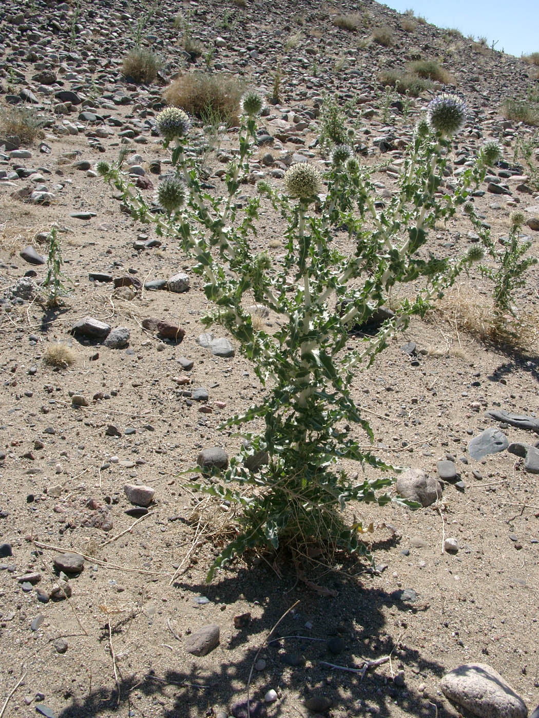 Изображение особи Echinops gmelinii.