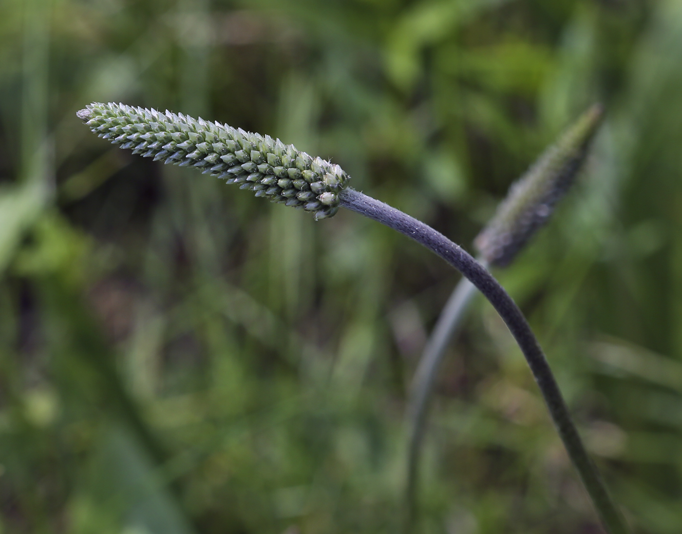 Image of Plantago media specimen.