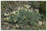 Astragalus helmii. Цветущее растение. Республика Татарстан, Бавлинский р-н, г. Бавлы. 13.05.2010.