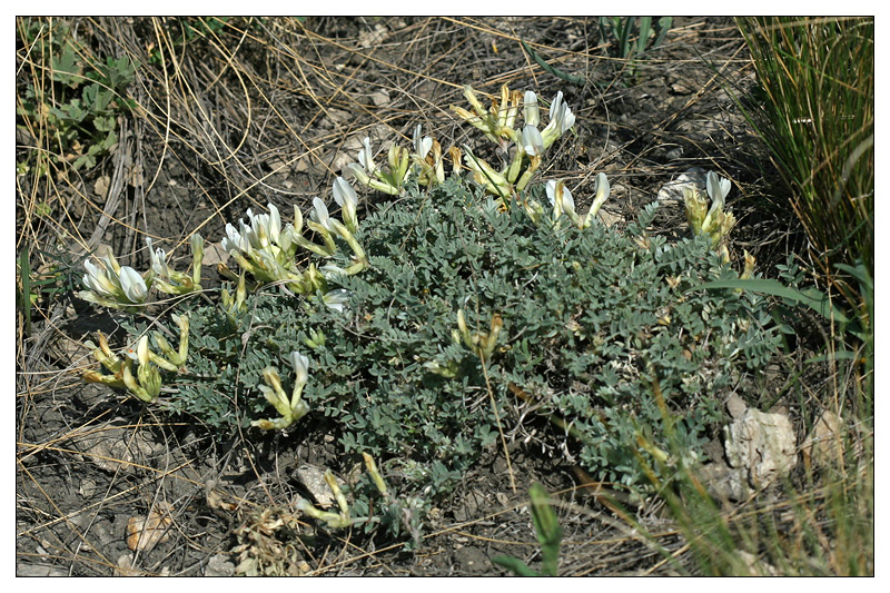 Image of Astragalus helmii specimen.