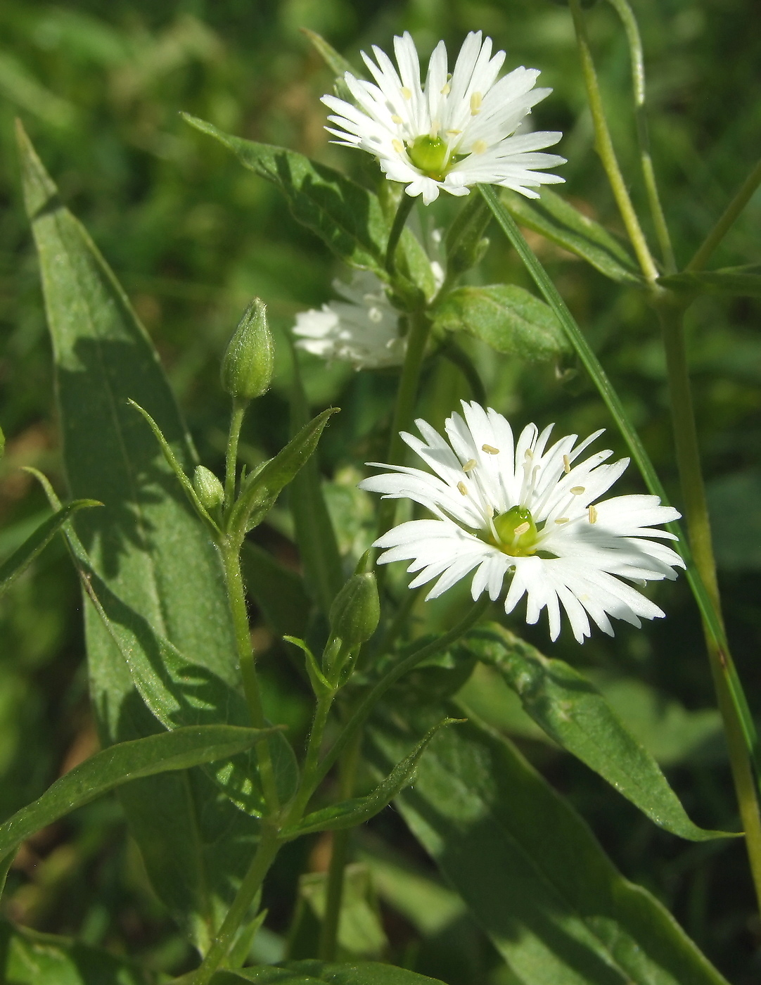 Изображение особи Fimbripetalum radians.