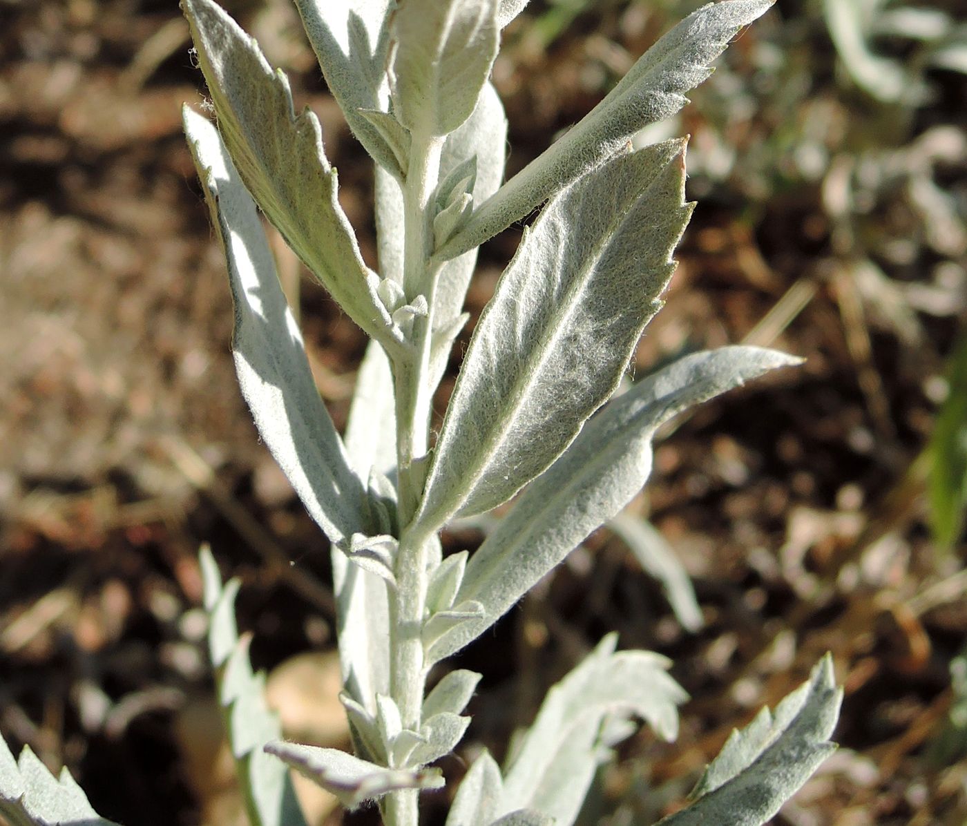 Image of Artemisia ludoviciana specimen.