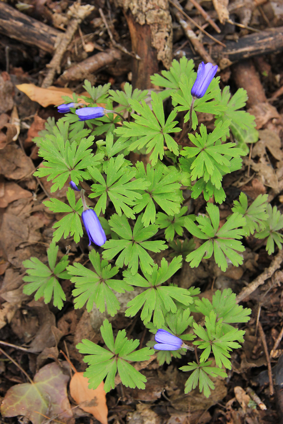 Изображение особи Anemone banketovii.