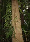 genus Rhaphidophora. Часть вегетирующего растения, ползущего по стволу дерева. Австралия, северо-восточный Квинсленд, национальный парк Дейнтри, тропический лес. Конец сухого сезона (сезон gurreng). 04.10.2009.