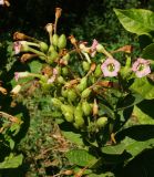 Nicotiana tabacum