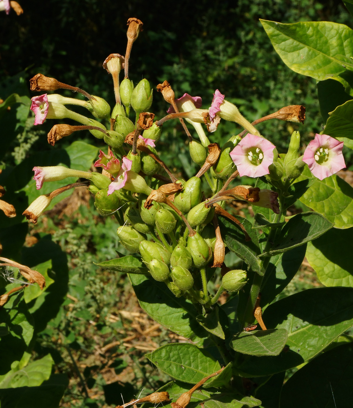 Изображение особи Nicotiana tabacum.