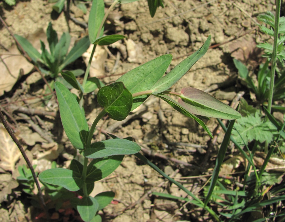 Image of Hypericum maleevii specimen.