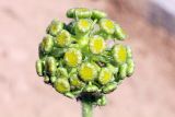 Pseudohandelia umbellifera